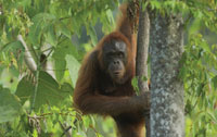 Orangutans